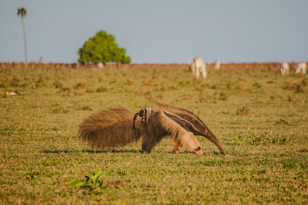 animais em extinção