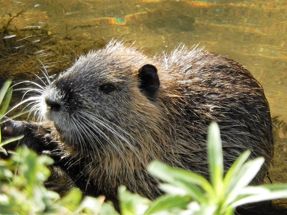 animais em extinção