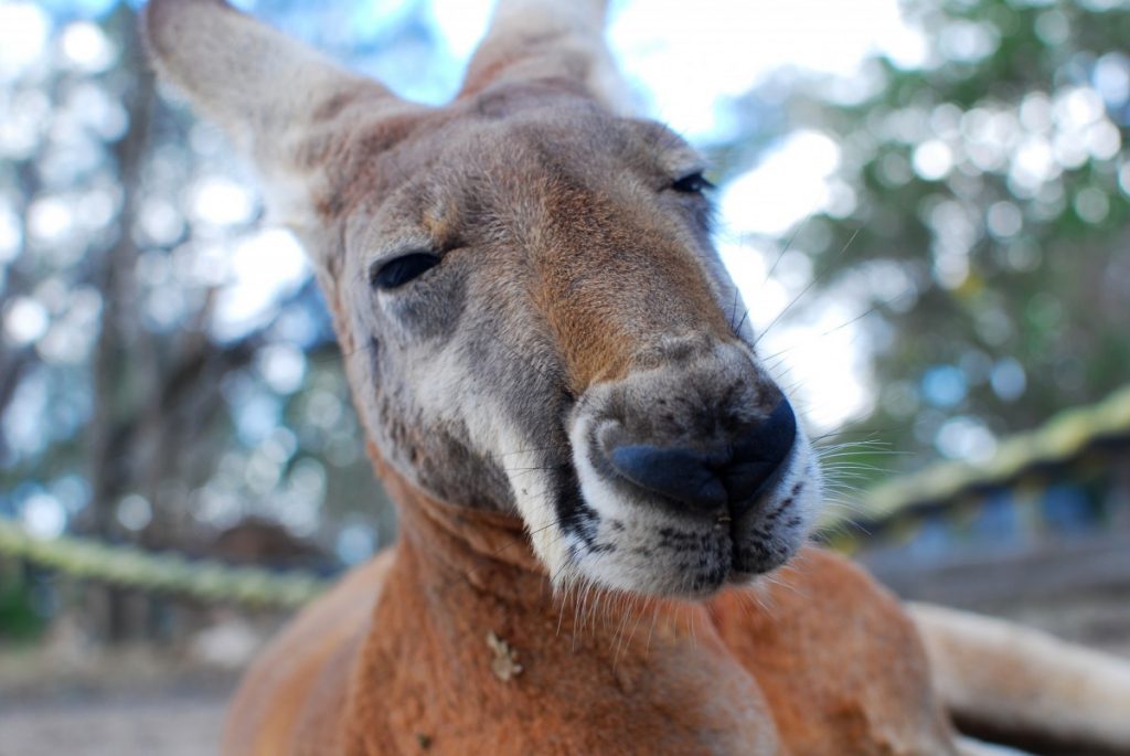 10 animais australianos que você precisa conhecer Mundo Inverso 10 animais australianos que você precisa conhecer Mundo Inverso