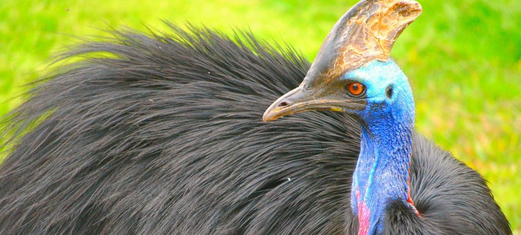 Pássaro de penas pretas e pele azul e vermelha