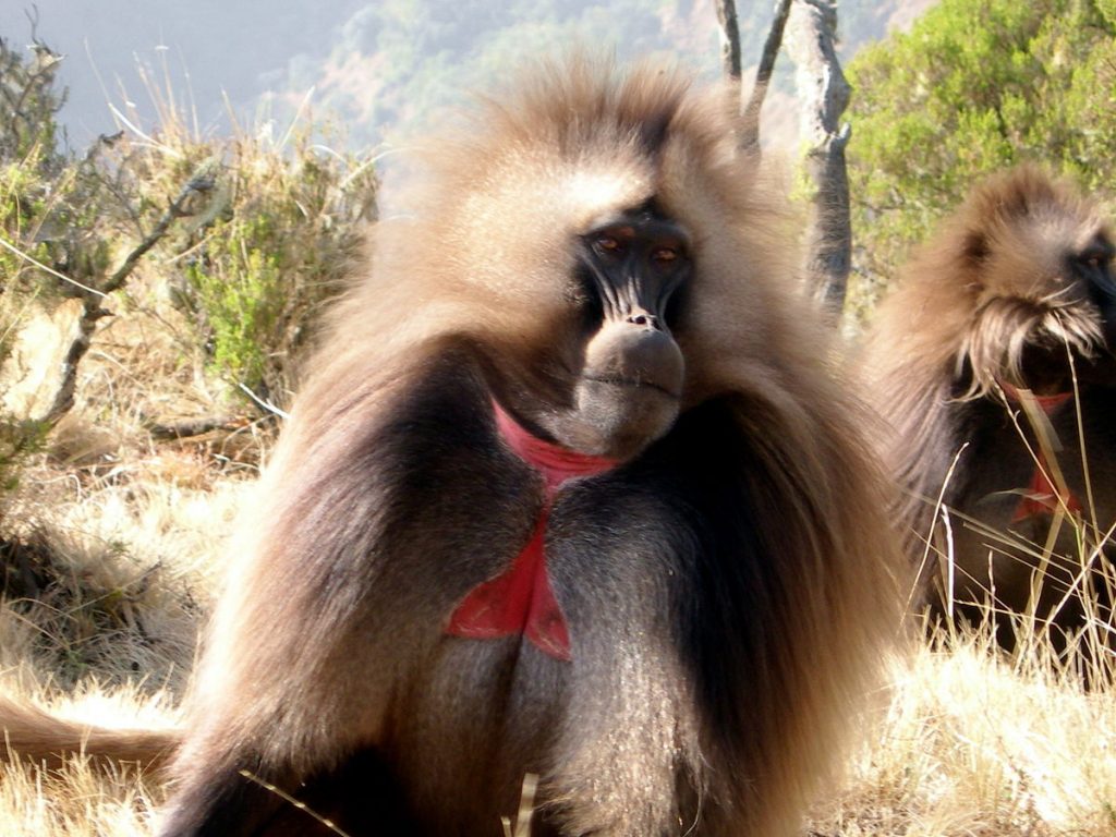 Macaco de pelagem longa e manchas vermelhas no pescoço e peito em primeiro plano. Outro, semelhante, aparece parcialmente em segundo plano.