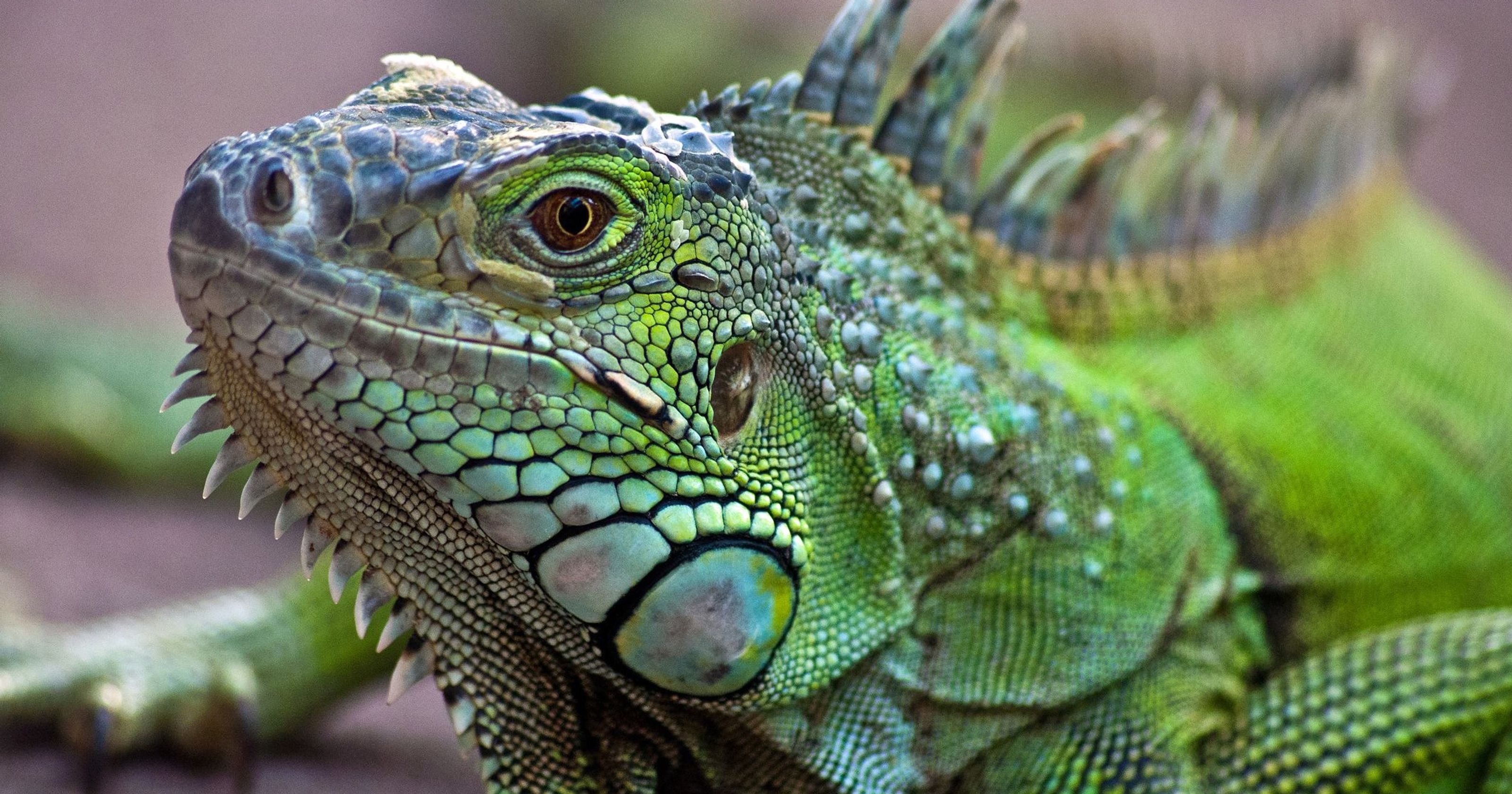 10 animais que começam com I - Mundo Inverso