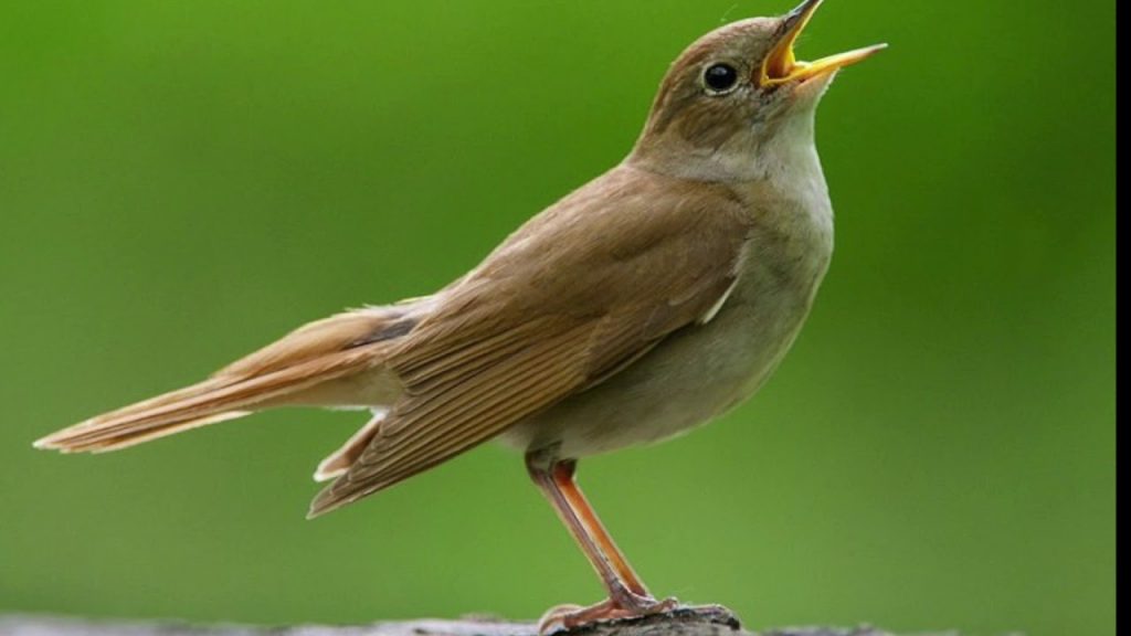 Imagem de um rouxinol. Que é um animal onívoro, mas primordialmente insetívoro.