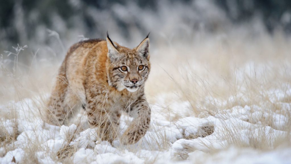 Lince caminha em campo parcialmente coberto por neve.