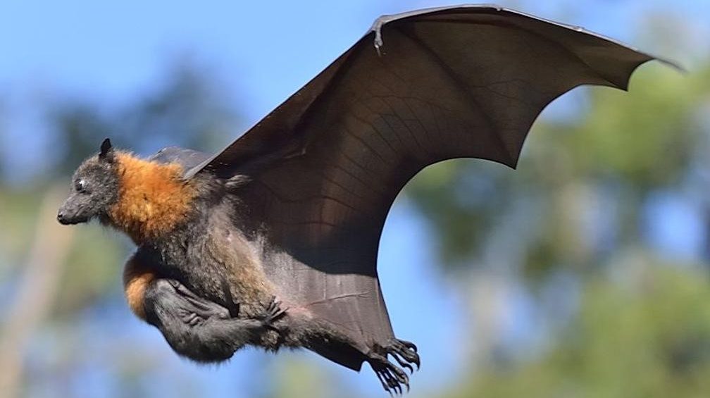 Você conhece o morcego gigante Australiano?