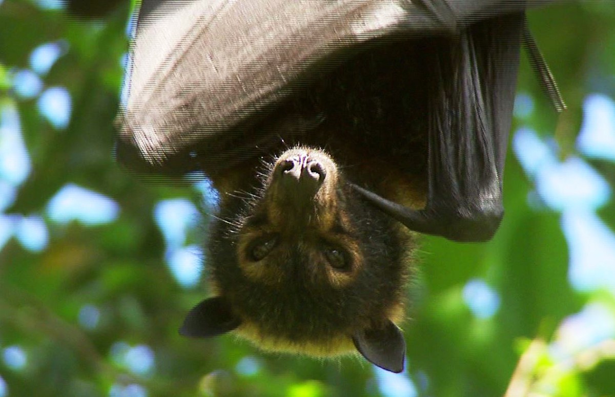 Você conhece o morcego gigante Australiano?