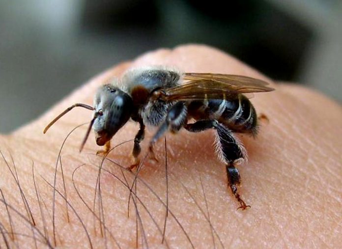 8 tipos de abelhas que você precisa conhecer Mundo Inverso