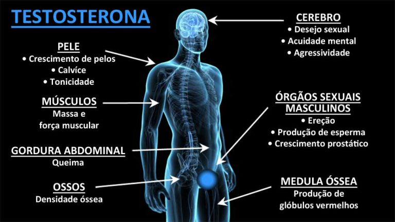 Como a testosterona age no organismo masculino? - Mundo Inverso
